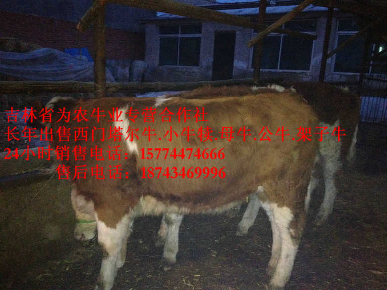 镶黄旗牛圈建设 东北改良牛市场 营城子西门塔尔
