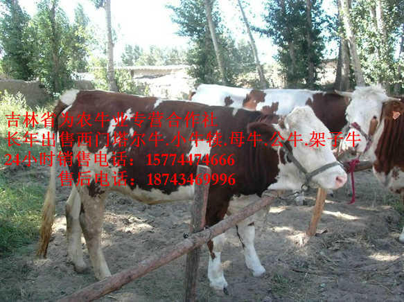 鄂托克旗西门塔尔牛价格 吉林正规养殖场 东北牛犊价格