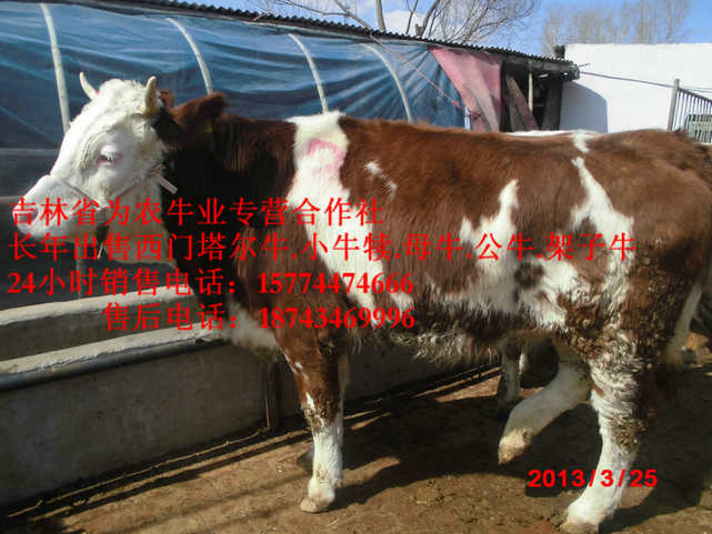 大东区东北牛犊图片&nbsp;&nbsp;四平架子牛&nbsp;&nbsp;东北改良牛市场&nbsp;&nbsp;西门塔尔牛价格