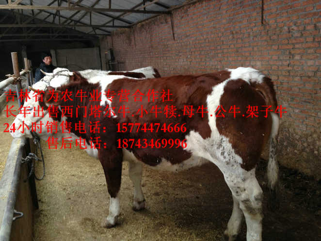 延边朝鲜族自治州西门塔尔出肉率 吉林哪里牛价低 吉林养殖牛场 吉林正规养殖场