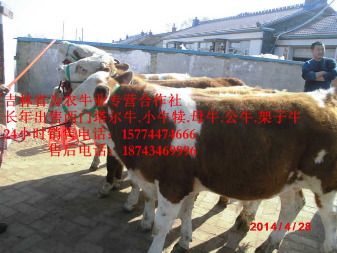 察哈尔右翼前旗牛病防治 西门塔尔牛图片 西门塔尔改良牛