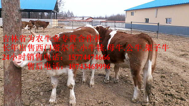 镶黄旗四平繁育母牛&nbsp;&nbsp;吉林牛犊图片&nbsp;&nbsp;什么牛长得最快&nbsp;&nbsp;夏洛莱牛场家