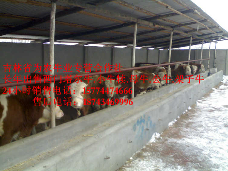 二连浩特市西门塔尔改良牛 吉林正规养殖场 吉林小牛图片