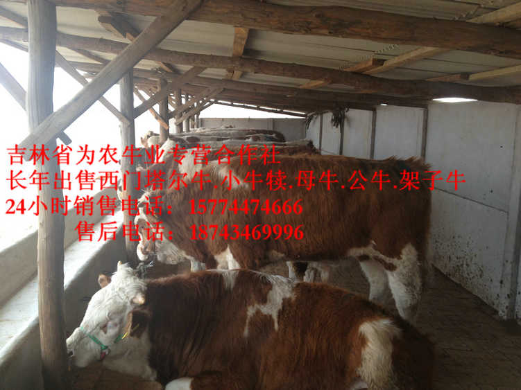 德惠市西门塔尔架子牛 西门塔尔改良牛 西门塔尔牛犊 牛犊交易市场
