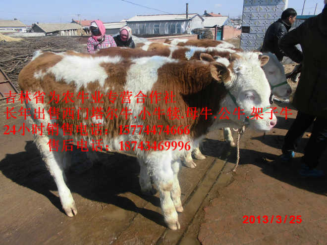 德惠市西门塔尔架子牛 西门塔尔改良牛 西门塔尔牛犊 牛犊交易市场