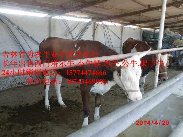 东乌珠穆沁旗西门塔尔牛图片&nbsp;&nbsp;东北繁育母牛&nbsp;&nbsp;东北哪里牛便宜&nbsp;&nbsp;东北养殖场