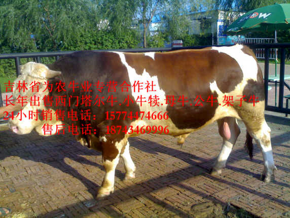 九台市营城子牛品种 牛犊交易市场 东北哪里买牛犊 四平繁育牛犊