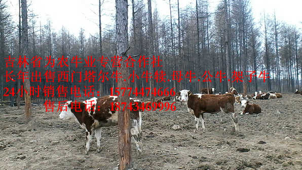 泰来县吉林正规养殖场 牛场管理 东北养殖牛场 西门塔尔种牛