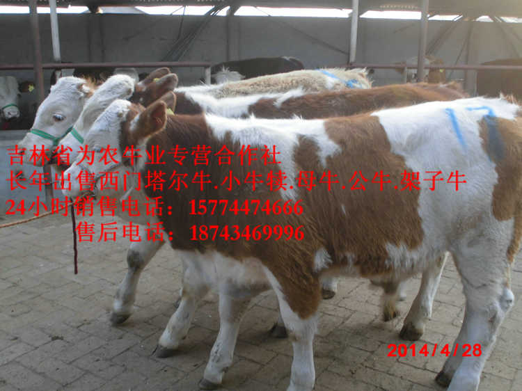 北安市肉牛交易市场 西门塔尔改良牛 营城子牛场 东北养殖牛场