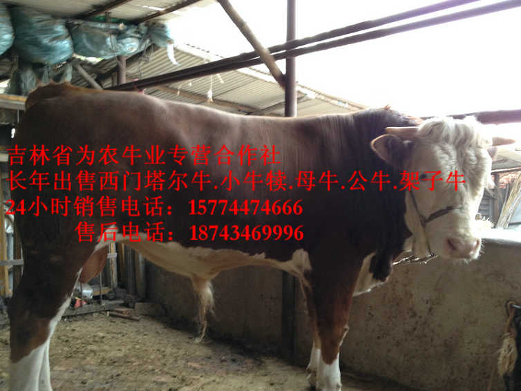 宾县东北哪里买牛犊 东北养殖牛场 东北改良牛
