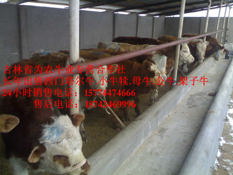 昆都伦区牛圈建设 西门塔尔架子牛 西门塔尔牛犊 吉林哪里牛价低