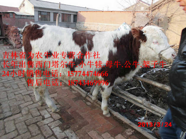 大庆市东北黄牛&nbsp;&nbsp;东北牛犊价格&nbsp;&nbsp;西门塔尔育肥牛&nbsp;&nbsp;东北西门塔尔牛