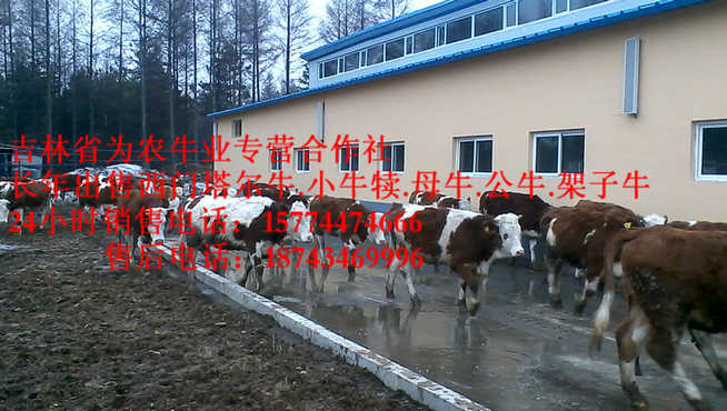 陈巴尔虎旗吉林哪里牛价低&nbsp;&nbsp;什么牛下犊好&nbsp;&nbsp;牛圈建设