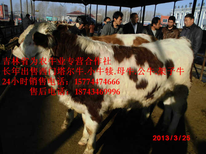 五营区售西门塔尔牛犊&nbsp;&nbsp;吉林夏洛莱牛&nbsp;&nbsp;什么牛下犊好&nbsp;&nbsp;哪里牛源多