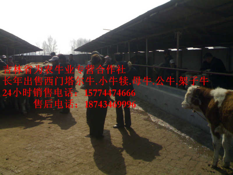 友谊县东北养殖牛场&nbsp;&nbsp;牛饲料配比&nbsp;&nbsp;夏洛莱牛场家&nbsp;&nbsp;四平繁育肉牛