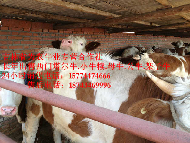 五营区售西门塔尔牛犊&nbsp;&nbsp;吉林夏洛莱牛&nbsp;&nbsp;什么牛下犊好&nbsp;&nbsp;哪里牛源多