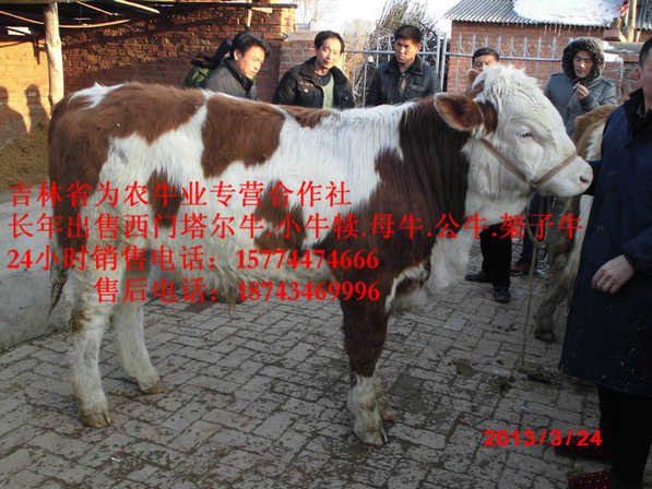 甘南县东北养殖牛场 西门塔尔牛价格 四平架子牛 东北牛犊价格