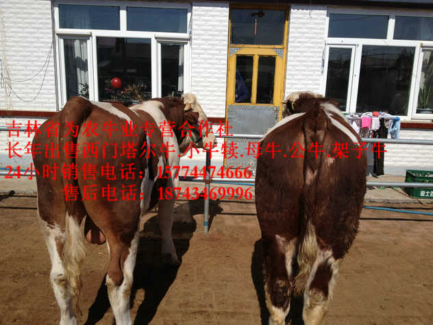 沈阳市什么牛长得最快&nbsp;&nbsp;东北哪里买牛犊&nbsp;&nbsp;吉林小牛图片&nbsp;&nbsp;西门塔尔出肉率