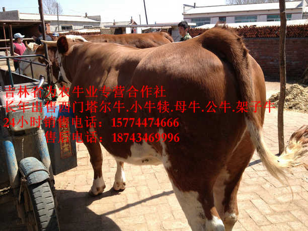 南票区吉林哪里牛便宜 牛犊交易市场 东北哪里牛价低 西门塔尔牛犊
