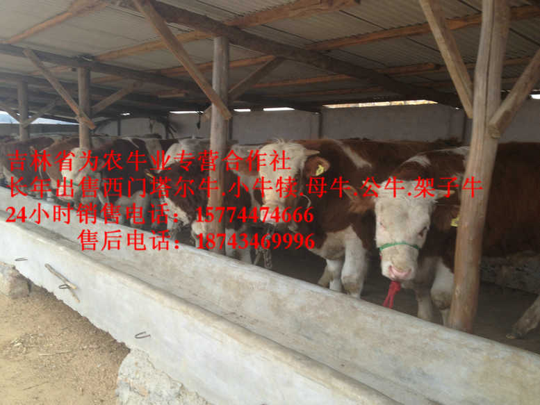 大连市营城子牛价 东北养殖牛场 售西门塔尔牛犊 营城子肉牛