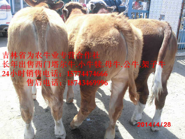 营口市什么牛最好养&nbsp;&nbsp;西门塔尔牛犊&nbsp;&nbsp;营城子牛场&nbsp;&nbsp;东北养殖场