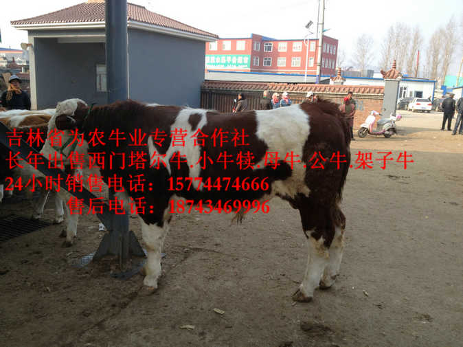 锡林郭勒盟营城子牛品种 东北牛犊价格 牛场管理