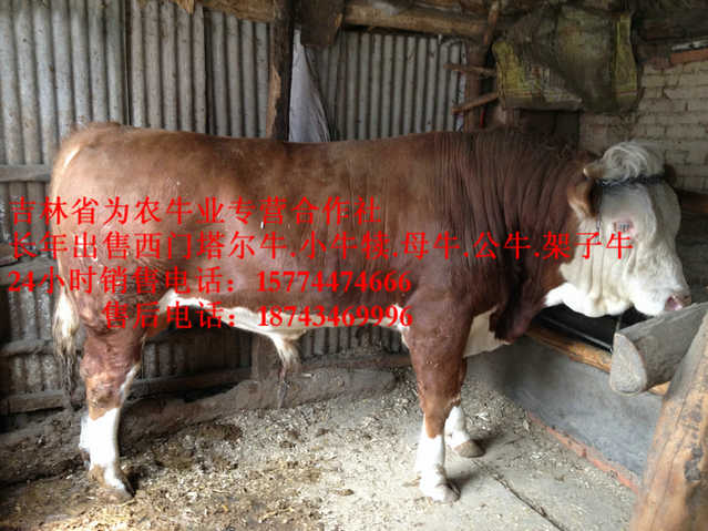 桦甸市西门塔尔牛批发&nbsp;&nbsp;东北养殖场&nbsp;&nbsp;牛场管理&nbsp;&nbsp;东北养殖合作社