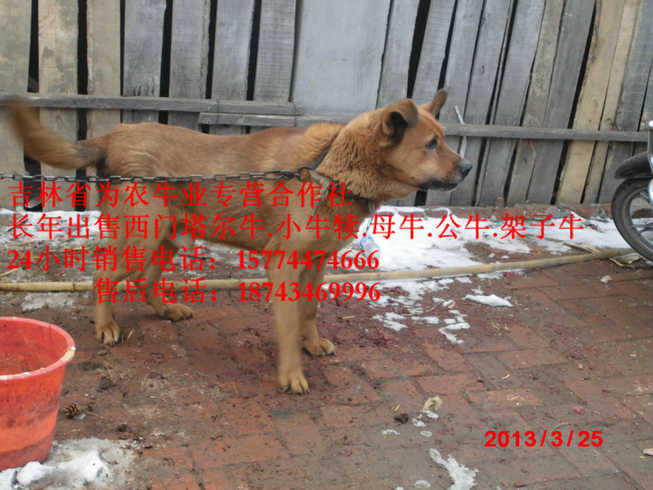 兰西县牛场管理 东北养殖场 西门塔尔种牛 东北正规养殖场