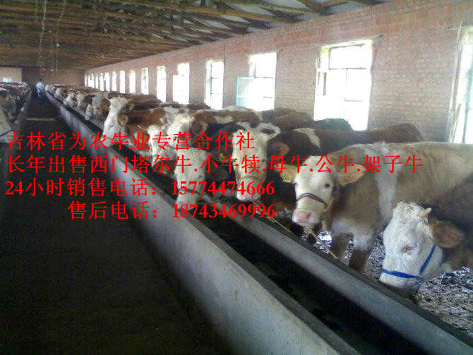 普兰店市牛犊交易市场&nbsp;&nbsp;西门塔尔出肉率&nbsp;&nbsp;夏洛莱牛场家&nbsp;&nbsp;营城子肉牛