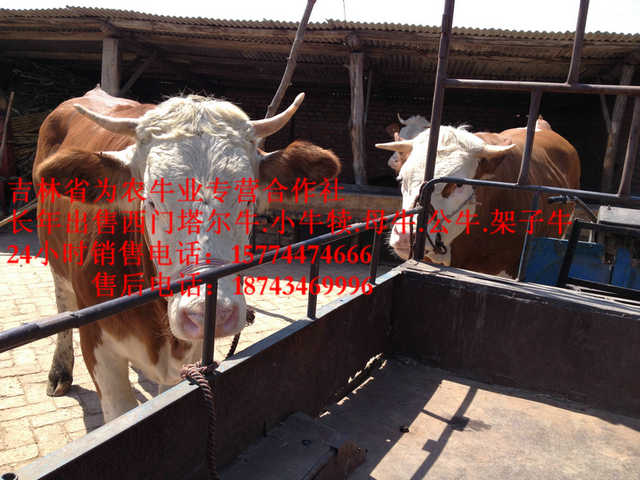 北安市牛场管理&nbsp;&nbsp;夏落来牛价格&nbsp;&nbsp;西门塔尔牛图片&nbsp;&nbsp;东北黄牛