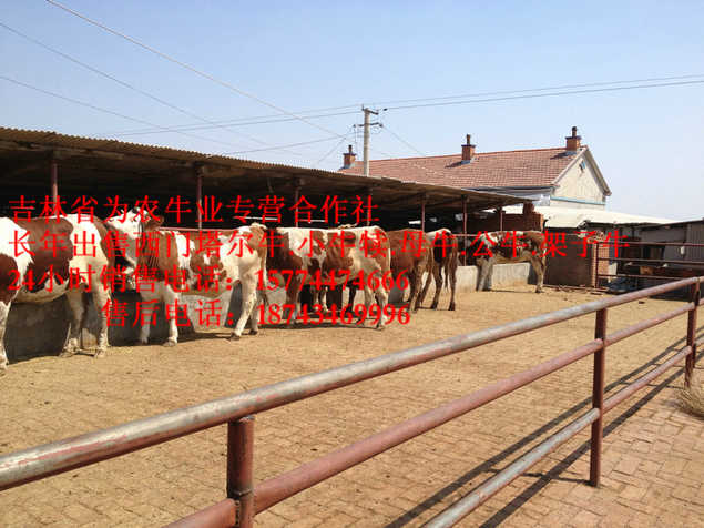 梨树区西门塔尔牛价格&nbsp;&nbsp;西门塔尔架子牛&nbsp;&nbsp;吉林牛犊图片&nbsp;&nbsp;东北西门塔尔牛