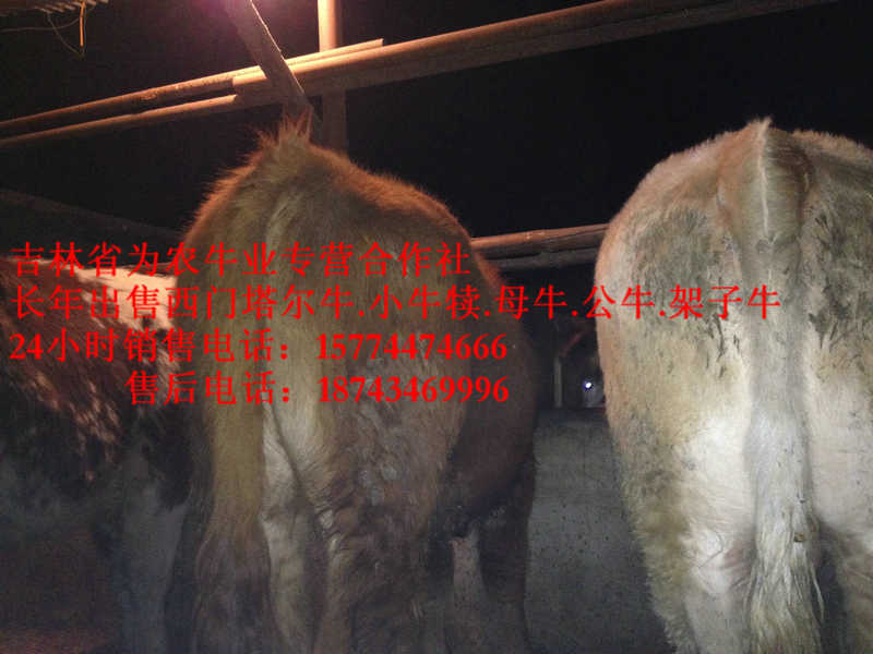 于洪区吉林养殖牛场&nbsp;&nbsp;营城子牛价&nbsp;&nbsp;四平繁育肉牛&nbsp;&nbsp;牛圈建设