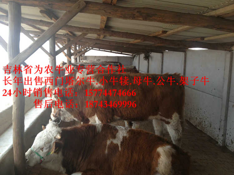 桦川县东北养殖牛场 西门塔尔牛厂家 西门塔尔牛犊 西门塔尔改良牛