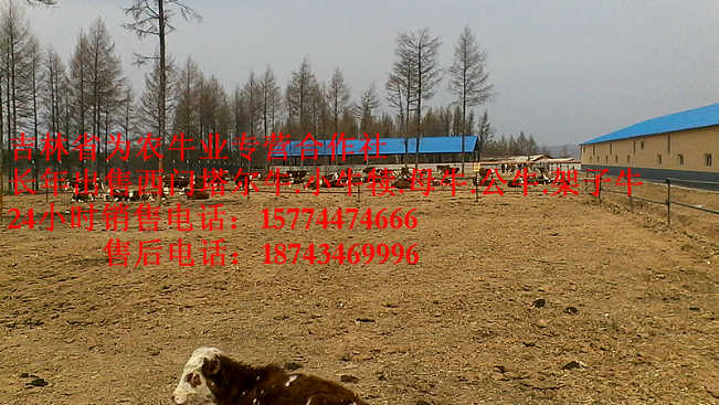 昌图县牛圈建设&nbsp;&nbsp;出售西门塔尔牛&nbsp;&nbsp;东北黄牛&nbsp;&nbsp;西门塔尔改良牛