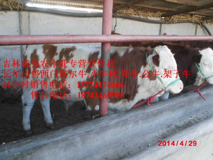 苏家屯区东北牛犊图片&nbsp;&nbsp;吉林牛犊价格&nbsp;&nbsp;西门塔尔育肥牛&nbsp;&nbsp;吉林哪里牛便宜