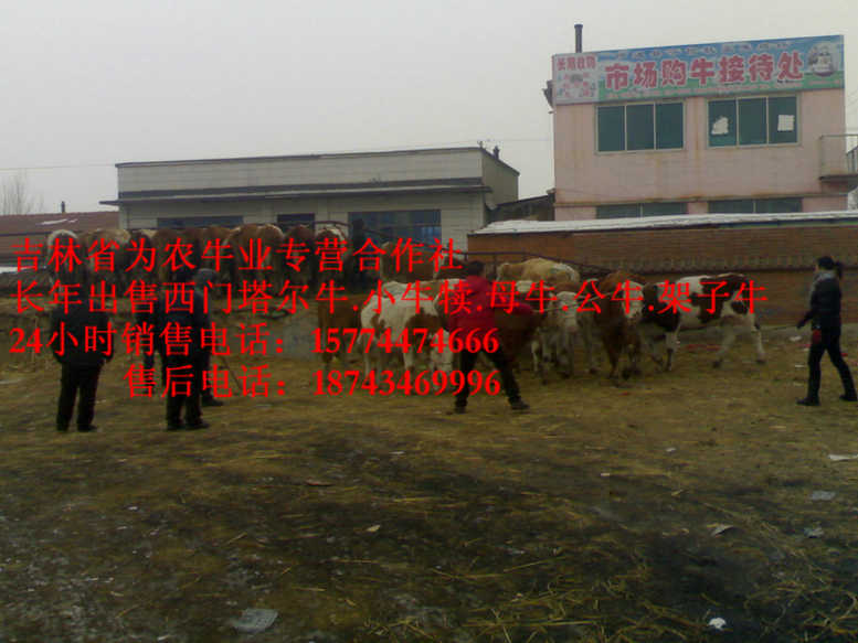 南山区肉牛交易市场&nbsp;&nbsp;四平繁育母牛&nbsp;&nbsp;东北哪里牛价低&nbsp;&nbsp;西门塔尔牛图片