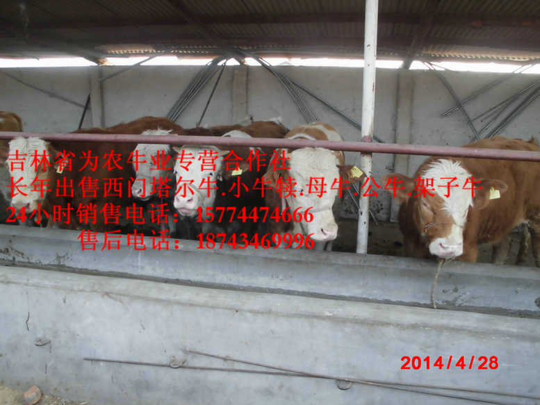 义县吉林哪里牛便宜&nbsp;&nbsp;四平架子牛&nbsp;&nbsp;西门塔尔育肥牛&nbsp;&nbsp;西门塔尔种牛
