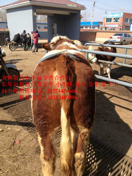 白山市牛犊交易市场&nbsp;&nbsp;西门塔尔牛价格&nbsp;&nbsp;东北牛犊价格&nbsp;&nbsp;吉林夏洛莱牛