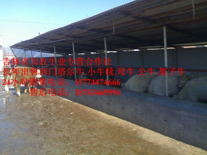 庆安县东北养殖合作社&nbsp;&nbsp;东北哪里牛价低&nbsp;&nbsp;东北改良牛基地&nbsp;&nbsp;西门塔尔牛批发