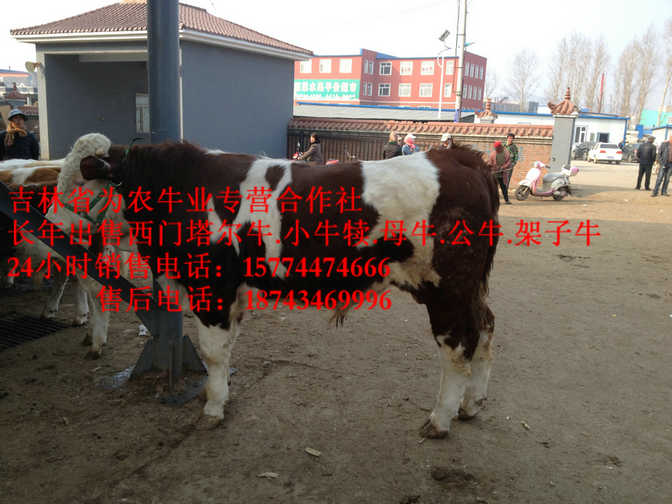 尖山区吉林正规养殖场&nbsp;&nbsp;牛饲料配比&nbsp;&nbsp;黄牛交易市场&nbsp;&nbsp;西门塔尔牛厂家