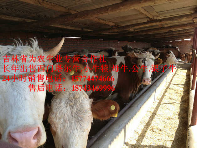 东山区东北西门塔尔牛&nbsp;&nbsp;东北牛犊价格&nbsp;&nbsp;东北哪里牛价低&nbsp;&nbsp;四平繁育母牛