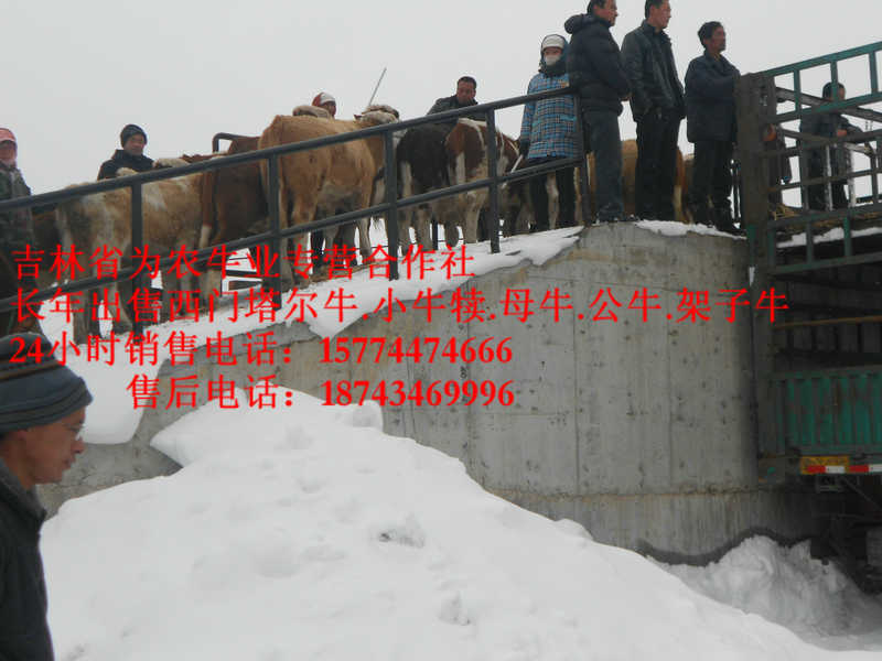 兰西县东北改良牛基地&nbsp;&nbsp;东北牛犊价格&nbsp;&nbsp;西门塔尔出肉率&nbsp;&nbsp;东北改良牛市场