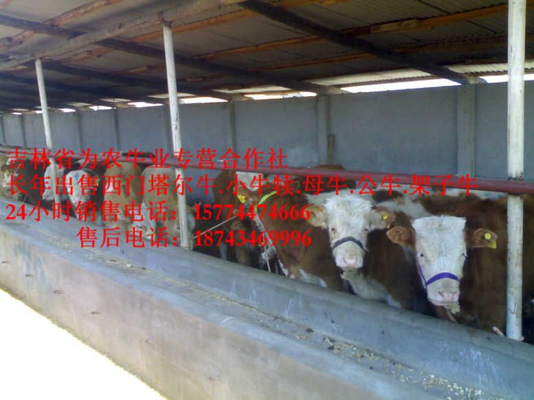 兰西县东北改良牛基地&nbsp;&nbsp;东北牛犊价格&nbsp;&nbsp;西门塔尔出肉率&nbsp;&nbsp;东北改良牛市场