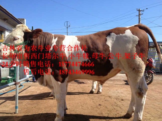 呼兰区西门塔尔改良牛&nbsp;&nbsp;吉林夏洛莱牛&nbsp;&nbsp;东北养殖牛场&nbsp;&nbsp;西门塔尔出肉率