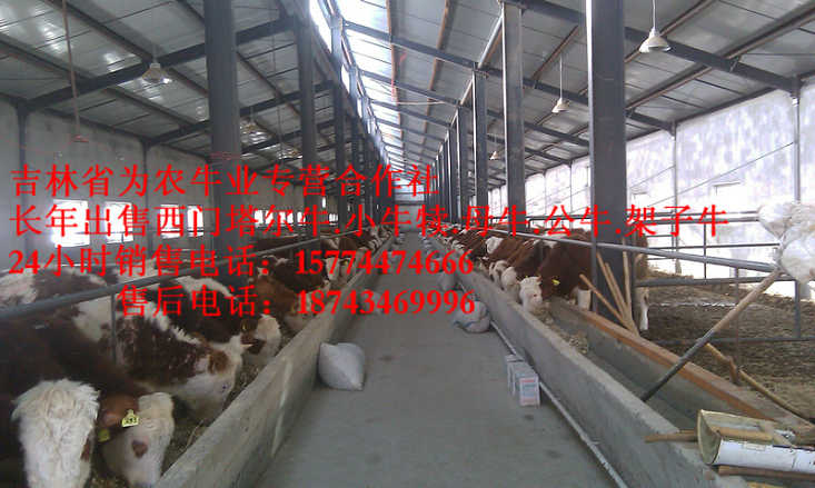 科尔沁左翼中旗西门塔尔出肉率&nbsp;&nbsp;吉林牛犊图片&nbsp;&nbsp;西门塔尔牛图片&nbsp;&nbsp;吉林养殖合作社