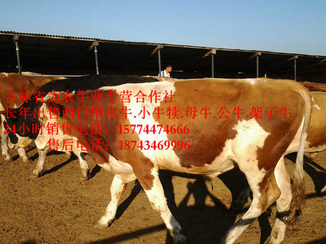 金山屯区西门塔尔架子牛&nbsp;&nbsp;四平繁育母牛&nbsp;&nbsp;东北哪里牛价低&nbsp;&nbsp;四平繁育肉牛