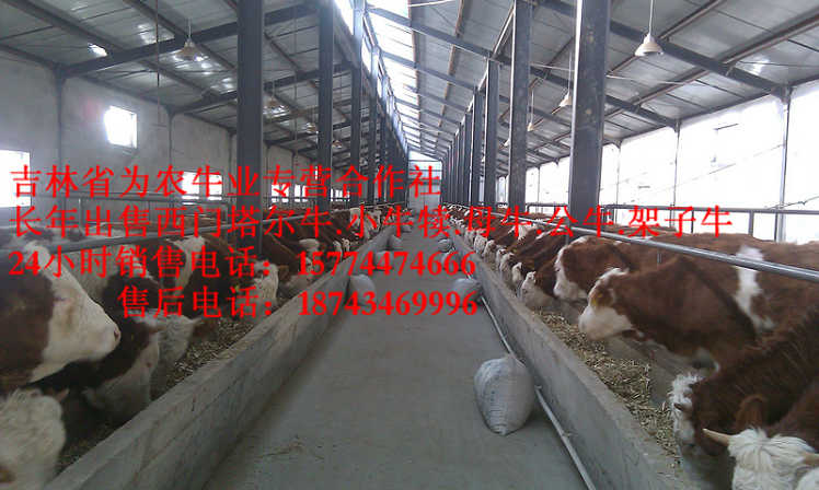 上甘岭区西门塔尔牛图片&nbsp;&nbsp;四平繁育肉牛&nbsp;&nbsp;西门塔尔改良牛&nbsp;&nbsp;东北小牛图片