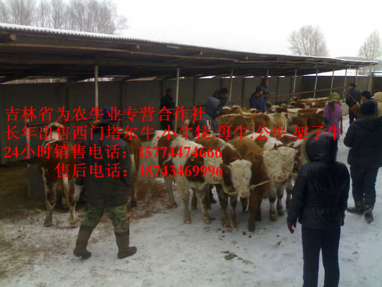 上甘岭区西门塔尔牛图片&nbsp;&nbsp;四平繁育肉牛&nbsp;&nbsp;西门塔尔改良牛&nbsp;&nbsp;东北小牛图片