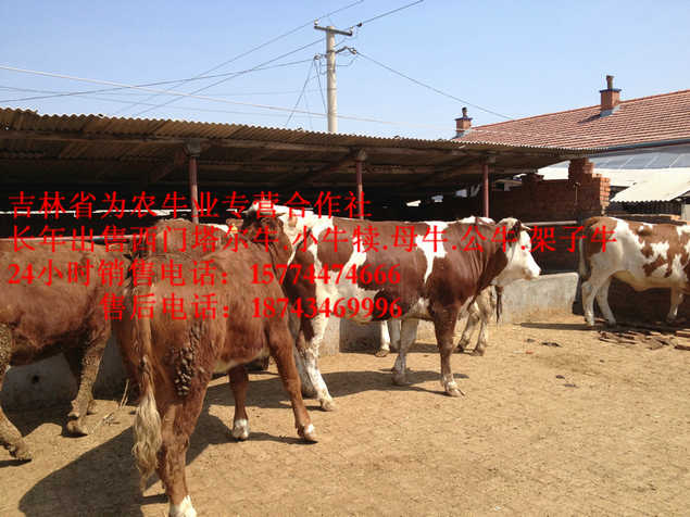 于洪区四平繁育牛犊&nbsp;&nbsp;牛犊交易市场&nbsp;&nbsp;吉林养殖牛场&nbsp;&nbsp;东北夏洛莱牛