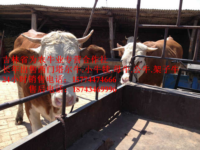 陈巴尔虎旗东北改良牛市场&nbsp;&nbsp;哪里有西门塔尔&nbsp;&nbsp;吉林小牛图片&nbsp;&nbsp;东北夏洛莱牛